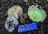  ( - HAY-F-007603)  @11 [ ] by-nc (2023) Damon Tighe Fungal Diversity Survey