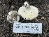 ( - HAY-F-007604)  @11 [ ] by-nc (2023) Damon Tighe Fungal Diversity Survey