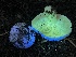  ( - HAY-F-007604)  @11 [ ] by-nc (2023) Damon Tighe Fungal Diversity Survey