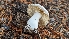  ( - HAY-F-001464)  @11 [ ] c (2023) Michelle C. Torres-Grant Fungal Diversity Survey