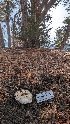  ( - HAY-F-001464)  @11 [ ] c (2023) Michelle C. Torres-Grant Fungal Diversity Survey