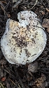  ( - HAY-F-001464)  @11 [ ] c (2023) Michelle C. Torres-Grant Fungal Diversity Survey
