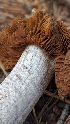  ( - HAY-F-001463)  @11 [ ] c (2023) Michelle C. Torres-Grant Fungal Diversity Survey