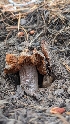  ( - HAY-F-001463)  @11 [ ] c (2023) Michelle C. Torres-Grant Fungal Diversity Survey
