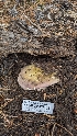  (Russula olympiana - HAY-F-001477)  @11 [ ] c (2023) Michelle C. Torres-Grant Fungal Diversity Survey