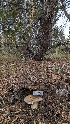  ( - HAY-F-001477)  @11 [ ] c (2023) Michelle C. Torres-Grant Fungal Diversity Survey