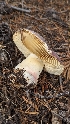  ( - HAY-F-001477)  @11 [ ] c (2023) Michelle C. Torres-Grant Fungal Diversity Survey