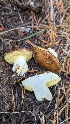 ( - HAY-F-001471)  @11 [ ] c (2023) Michelle C. Torres-Grant Fungal Diversity Survey