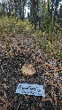  ( - HAY-F-001471)  @11 [ ] c (2023) Michelle C. Torres-Grant Fungal Diversity Survey