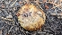  ( - HAY-F-001471)  @11 [ ] c (2023) Michelle C. Torres-Grant Fungal Diversity Survey