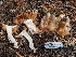  ( - HAY-F-001458)  @11 [ ] c (2023) Michelle C. Torres-Grant Fungal Diversity Survey