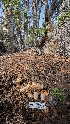  ( - HAY-F-001458)  @11 [ ] c (2023) Michelle C. Torres-Grant Fungal Diversity Survey