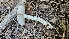  ( - HAY-F-002269)  @11 [ ] by-nc (2023) Thea Chesney Fungal Diversity Survey
