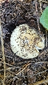  ( - HAY-F-002269)  @11 [ ] by-nc (2023) Thea Chesney Fungal Diversity Survey