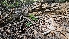  ( - HAY-F-002269)  @11 [ ] by-nc (2023) Thea Chesney Fungal Diversity Survey