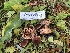 ( - HAY-F-006979)  @11 [ ] by-nc (2023) Dean Lyons Fungal Diversity Survey
