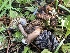  ( - HAY-F-006980)  @11 [ ] by-nc (2023) Dean Lyons Fungal Diversity Survey