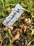  ( - HAY-F-006980)  @11 [ ] by-nc (2023) Dean Lyons Fungal Diversity Survey