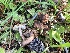 ( - HAY-F-006980)  @11 [ ] by-nc (2023) Dean Lyons Fungal Diversity Survey