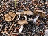  ( - HAY-F-006982)  @11 [ ] by-nc (2023) Dean Lyons Fungal Diversity Survey
