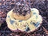  ( - HAY-F-006984)  @11 [ ] by-nc (2023) Dean Lyons Fungal Diversity Survey