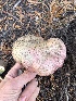  ( - HAY-F-006984)  @11 [ ] by-nc (2023) Dean Lyons Fungal Diversity Survey