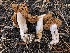  ( - HAY-F-006988)  @11 [ ] by-nc (2023) Dean Lyons Fungal Diversity Survey