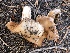  ( - HAY-F-006988)  @11 [ ] by-nc (2023) Dean Lyons Fungal Diversity Survey