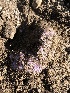  ( - HAY-F-006989)  @11 [ ] by-nc (2023) Dean Lyons Fungal Diversity Survey