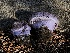  ( - HAY-F-006989)  @11 [ ] by-nc (2023) Dean Lyons Fungal Diversity Survey