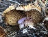  ( - HAY-F-007057)  @11 [ ] by-nc (2023) Dean Lyons Fungal Diversity Survey