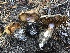  ( - HAY-F-007057)  @11 [ ] by-nc (2023) Dean Lyons Fungal Diversity Survey