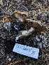  ( - HAY-F-007057)  @11 [ ] by-nc (2023) Dean Lyons Fungal Diversity Survey