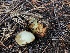  ( - HAY-F-006991)  @11 [ ] by-nc (2023) Dean Lyons Fungal Diversity Survey