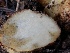  (Rhizopogon sp. CA02 x PNW02 - HAY-F-006991)  @11 [ ] by-nc (2023) Dean Lyons Fungal Diversity Survey