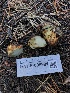  ( - HAY-F-006991)  @11 [ ] by-nc (2023) Dean Lyons Fungal Diversity Survey
