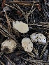  (Russula monticola - HAY-F-006992)  @11 [ ] by-nc (2023) Dean Lyons Fungal Diversity Survey