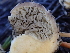  (Chroogomphus albipes - HAY-F-007043)  @11 [ ] by-nc (2023) Dean Lyons Fungal Diversity Survey