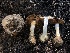  ( - HAY-F-006995)  @11 [ ] by-nc (2023) Dean Lyons Fungal Diversity Survey