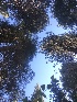  ( - HAY-F-006995)  @11 [ ] by-nc (2023) Dean Lyons Fungal Diversity Survey
