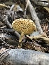  ( - HAY-F-007004)  @11 [ ] by-nc (2023) Dean Lyons Fungal Diversity Survey