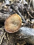  ( - HAY-F-007004)  @11 [ ] by-nc (2023) Dean Lyons Fungal Diversity Survey