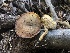  ( - HAY-F-007004)  @11 [ ] by-nc (2023) Dean Lyons Fungal Diversity Survey