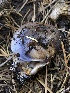  ( - HAY-F-007008)  @11 [ ] by-nc (2023) Dean Lyons Fungal Diversity Survey