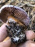  ( - HAY-F-007008)  @11 [ ] by-nc (2023) Dean Lyons Fungal Diversity Survey