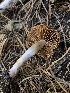  ( - HAY-F-007009)  @11 [ ] by-nc (2023) Dean Lyons Fungal Diversity Survey