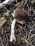  ( - HAY-F-007009)  @11 [ ] by-nc (2023) Dean Lyons Fungal Diversity Survey