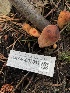  ( - HAY-F-007011)  @11 [ ] by-nc (2023) Dean Lyons Fungal Diversity Survey