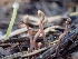  (Heyderia sp. PNW01 - HAY-F-006999)  @11 [ ] by-nc (2023) Dean Lyons Fungal Diversity Survey
