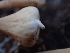  ( - HAY-F-007039)  @11 [ ] by-nc (2023) Dean Lyons Fungal Diversity Survey